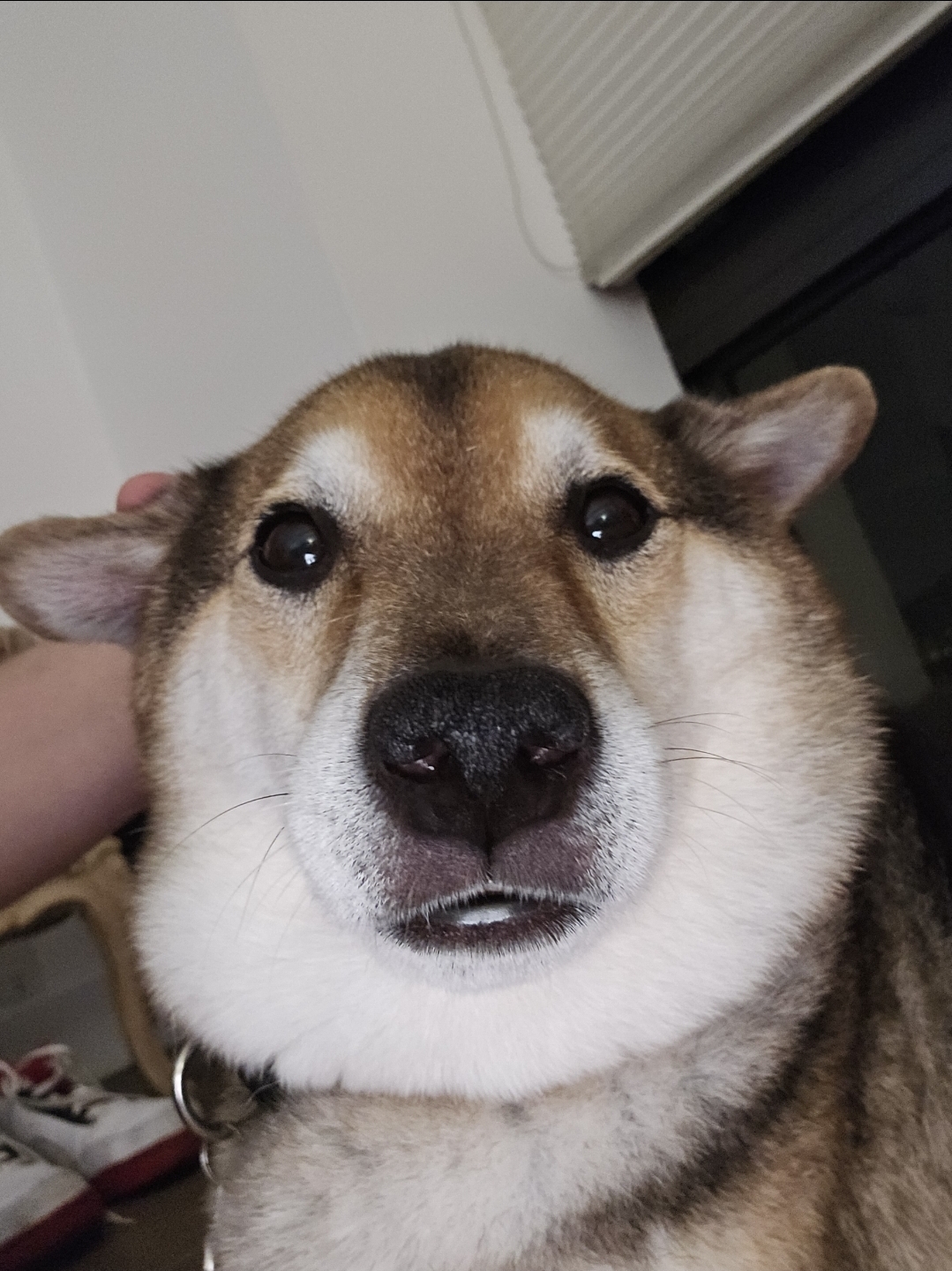 Yoshi with airplaine ears