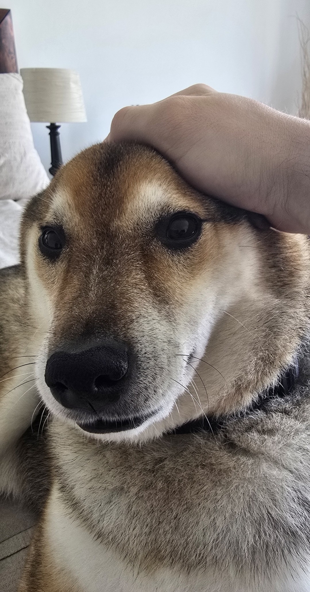 Yoshi getting annoyed with me