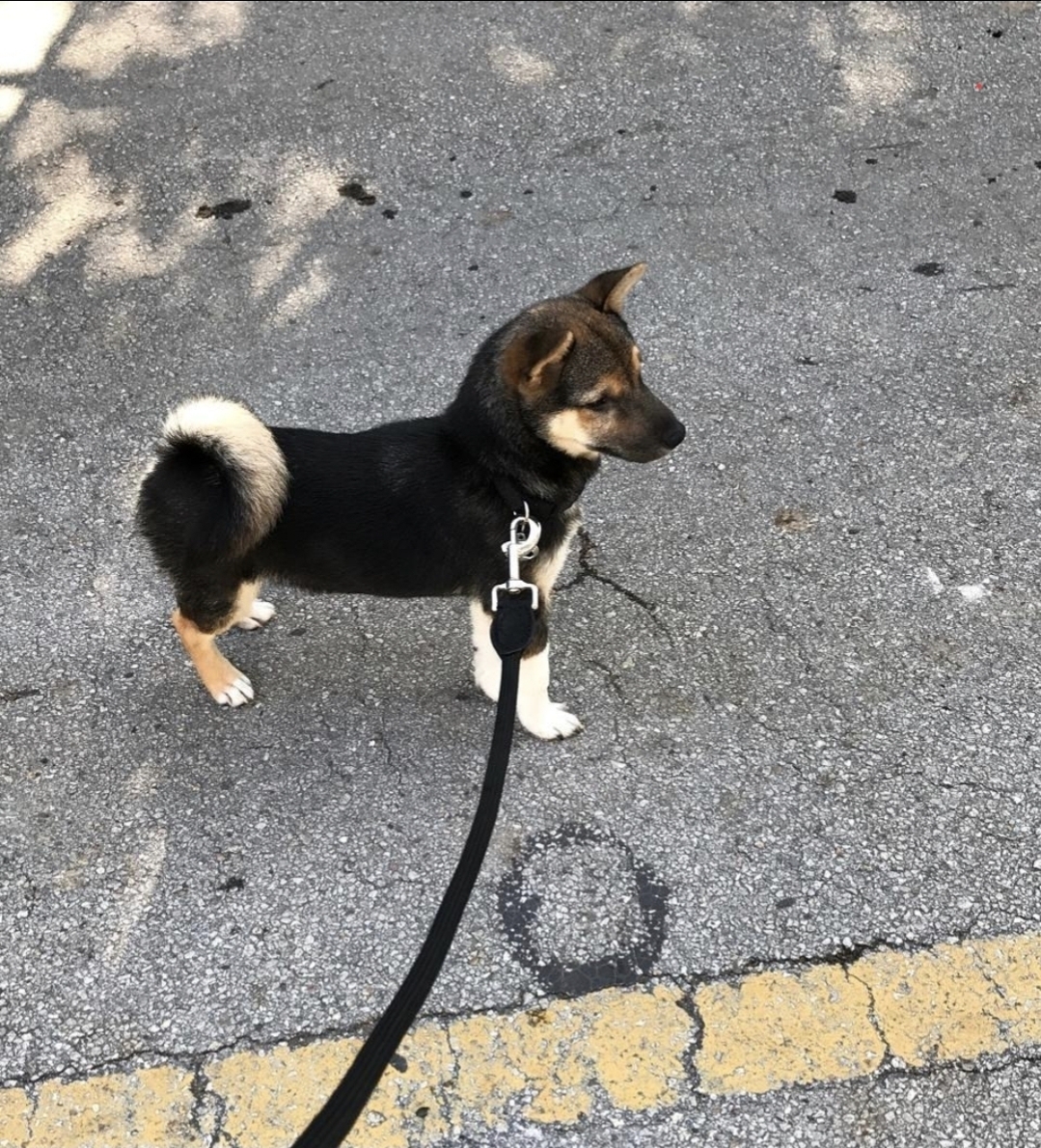 Baby Yoshi on the street