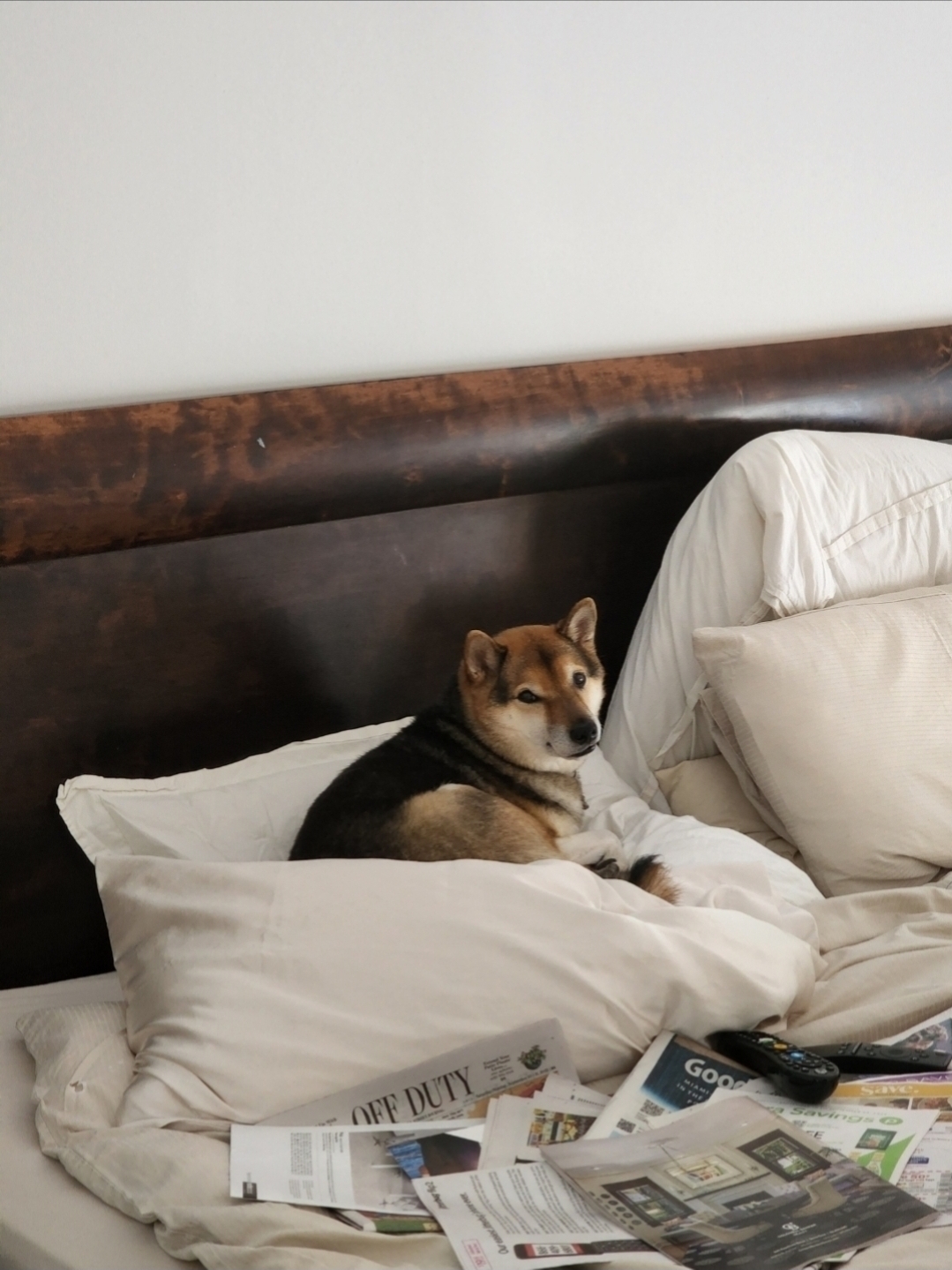 Yoshi chilling on some pillows