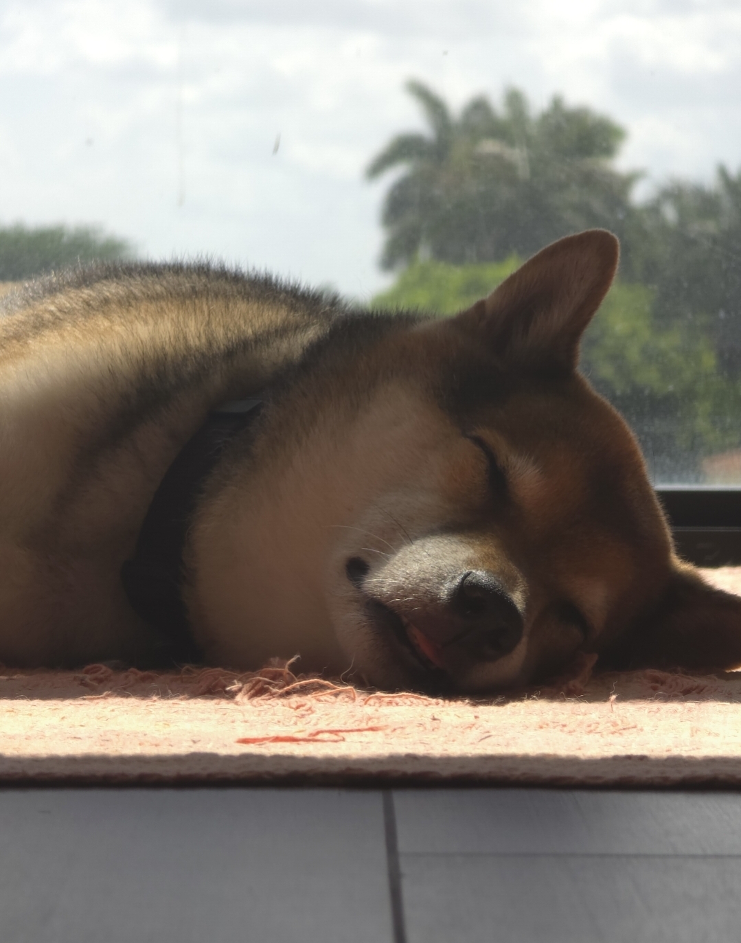 Yoshi sleeping on the floor