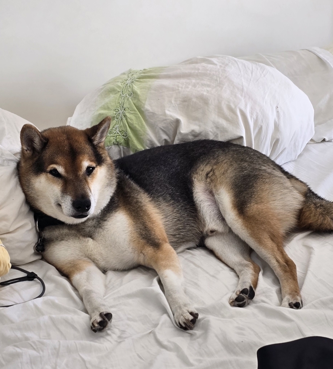 Yoshi chilling on some pillows