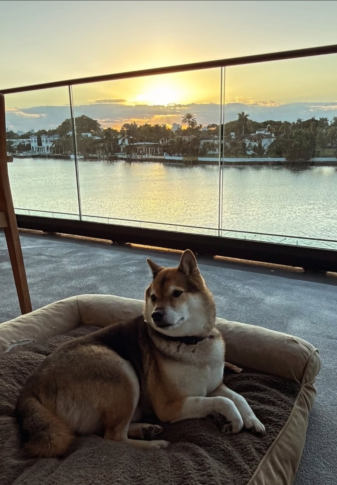 Yoshi chilling on the balcony