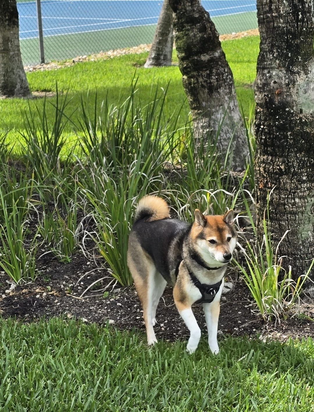Yoshi walking through the garden